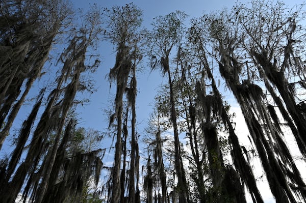 Cypress trees along a water trail of Okefenokee National Wildlife Refuge, Monday, Mar. 18, 2024, in Folkston. (Hyosub Shin/AJC)