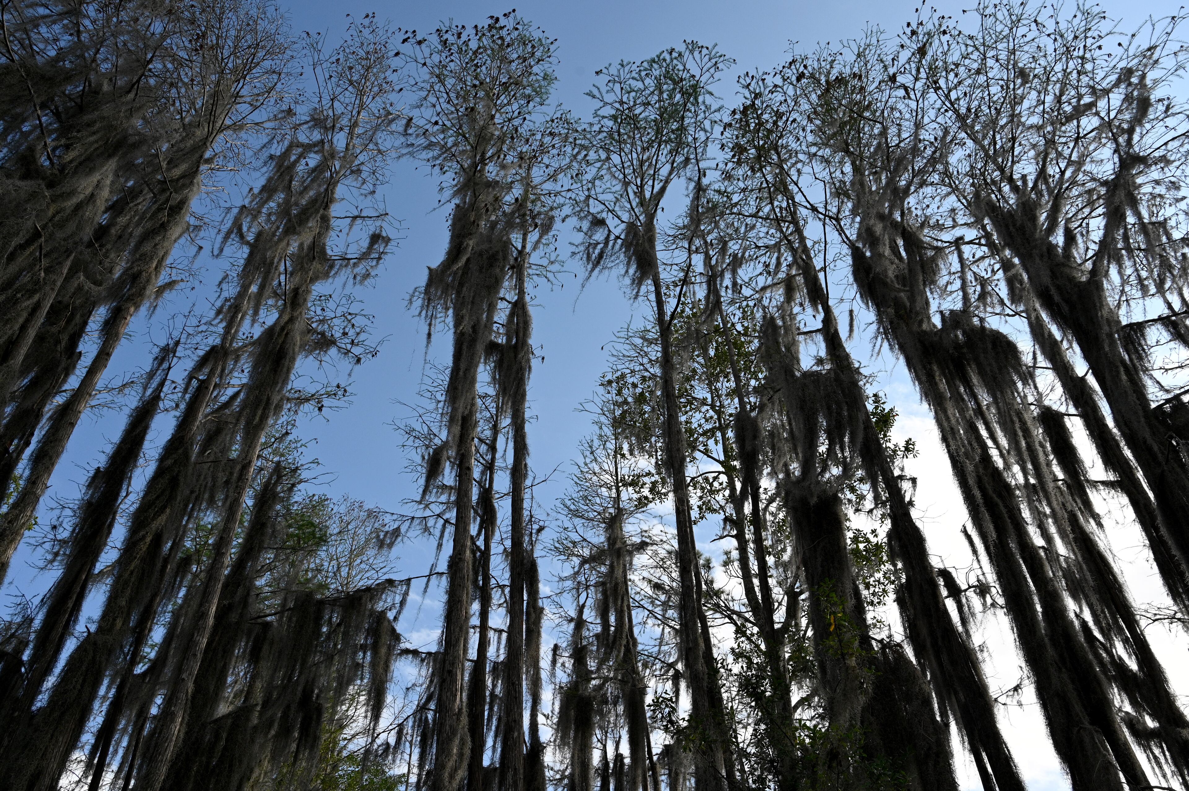 Cypress trees along a water trail of Okefenokee National Wildlife Refuge, Monday, Mar. 18, 2024, in Folkston. (Hyosub Shin/AJC)