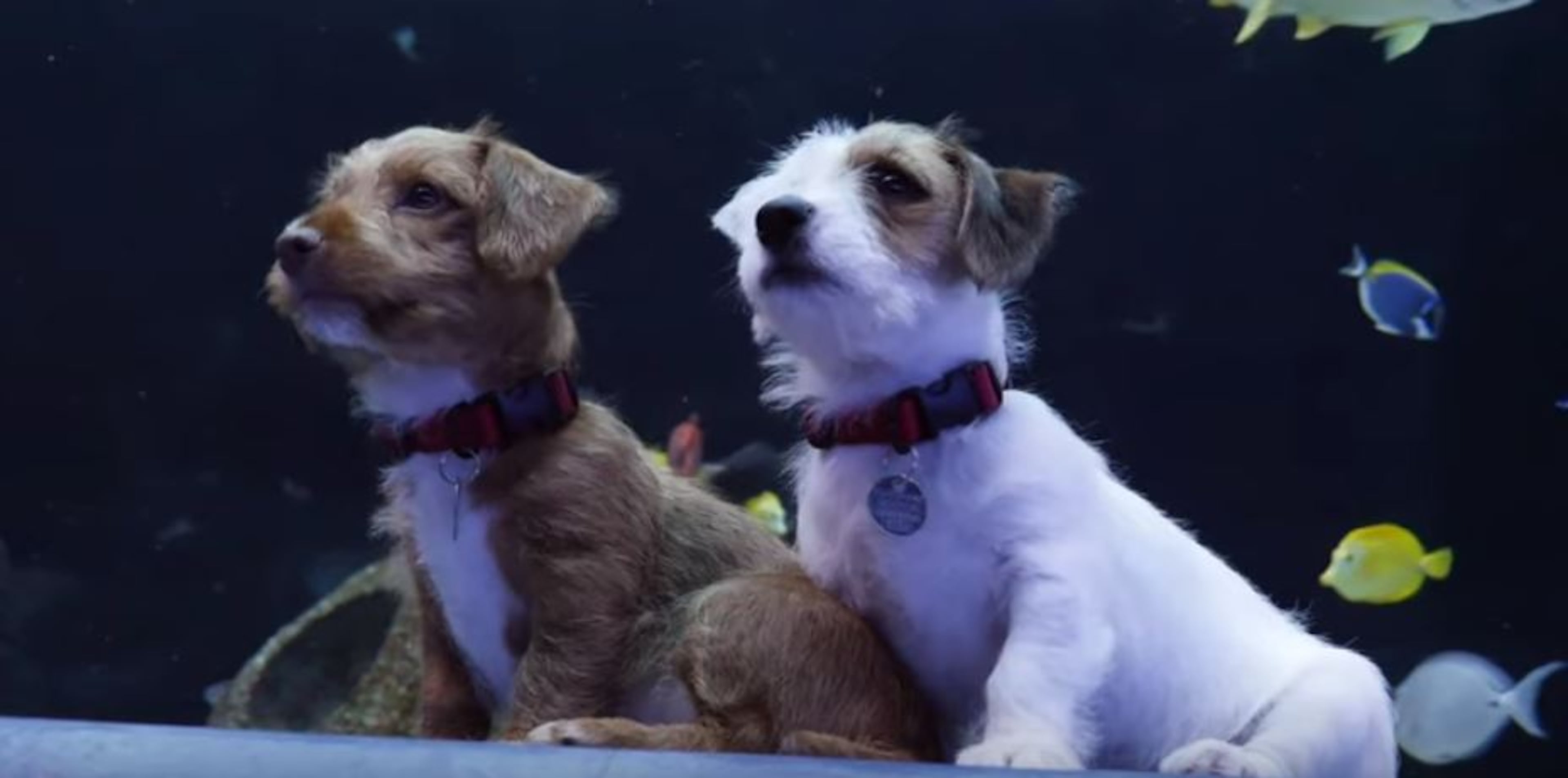 Two puppies from the Atlanta Humane Society enjoyed a visit with the marine life at the Georgia Aquarium in 2020. CONTRIBUTED: GEORGIA AQUARIUM