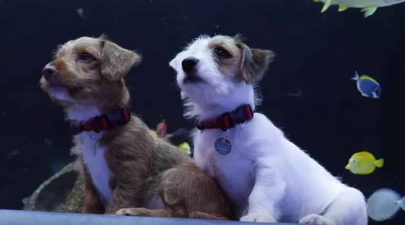 Two puppies from the Atlanta Humane Society enjoyed a visit with the marine life at the Georgia Aquarium on Thursday. CONTRIBUTED: GEORGIA AQUARIUM