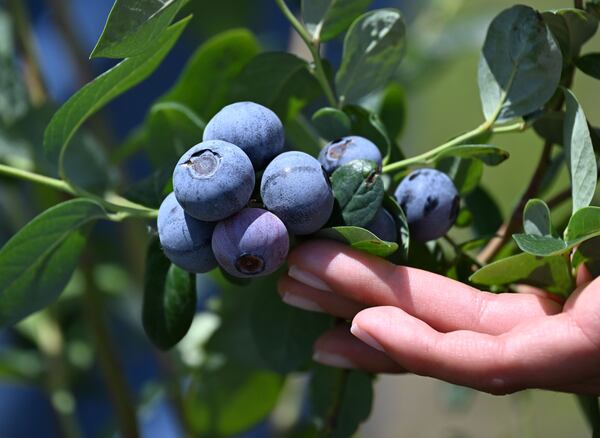 Blueberries at Naturipe Farms’ trial plots in Alma, where the company tests and develops new proprietary berry varieties, on Tuesday, May 5, 2026. (Hyosub Shin/AJC)