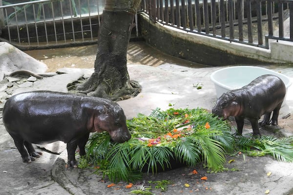A baby pygmy Moo Deng, right, with mother Jona, eats fruit presented for her first birthday celebration at the Khao Kheow Open Zoo in Chonburi province, Thailand, Thursday, July 10, 2025. (AP Photo/Sakchai Lalit)