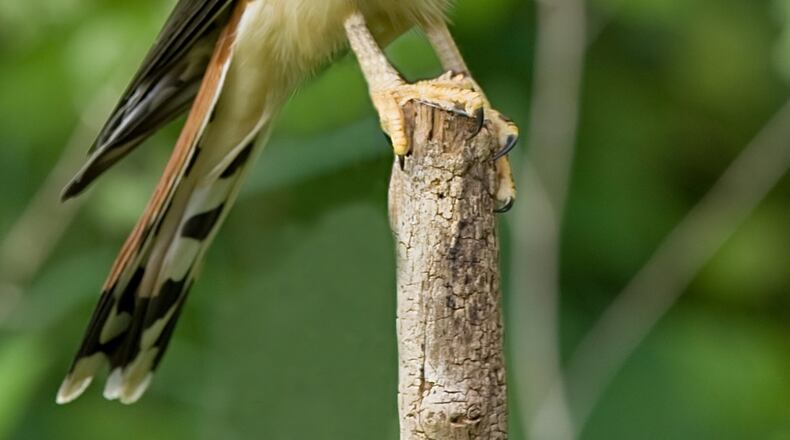 Sighting an American kestrel, like the one shown here, was one of the highlights of this season’s Intown Atlanta Christmas Bird Count. GREG HUME/CREATIVE COMMONS