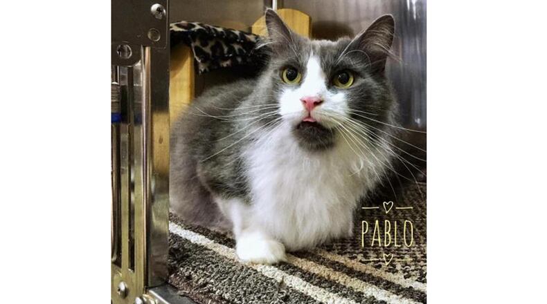 “Pablo” is one of about 200 cats available for adoption at Furkids, a cage-free no-kill animal shelter that recently announced its move from Doraville to Forsyth County near Cumming. FURKIDS