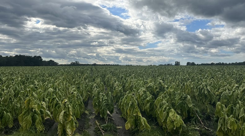A photo of damaged tobacco plants taken in early August 2024 by Chance Callaway, a fourth-generation grower in Tattnall County, about 50 miles from Savannah. Tropical Storm Debby did significant damage to Georgia's tobacco crop when it churned through South Georgia. SPECIAL to the AJC