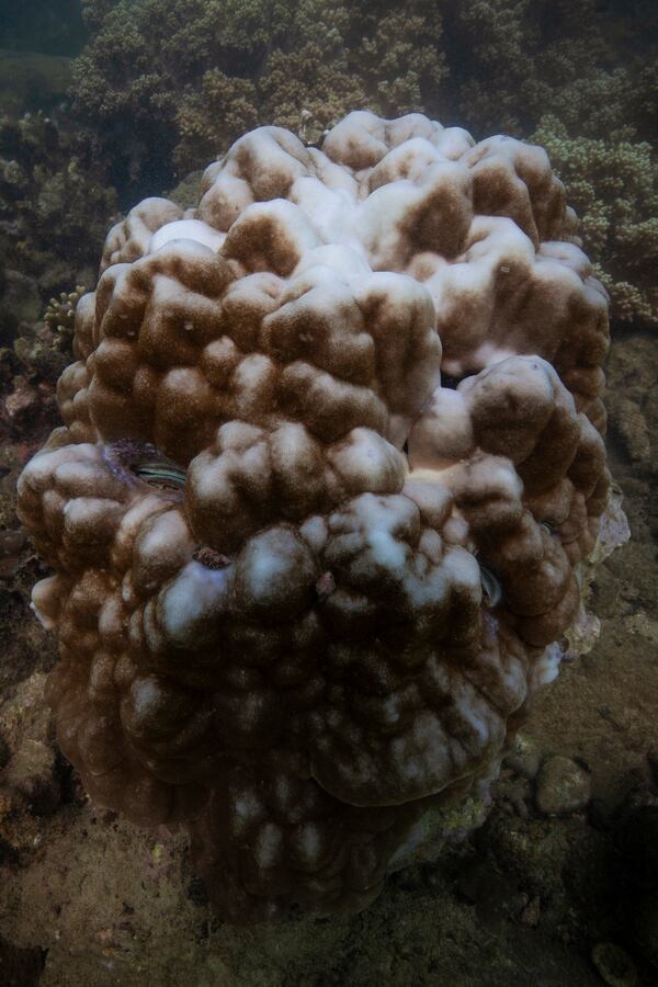 FILE - Bleaching is visible on coral reef off the coast of Nha Trang, Vietnam, Oct. 24, 2024. (AP Photo/Yannick Peterhans, File)