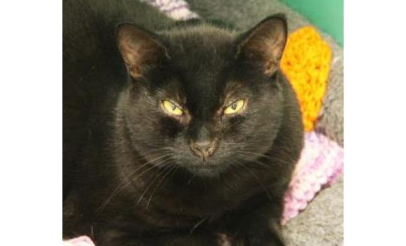 Black cats you can save on Friday the 13th