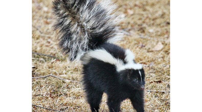 This striped skunk is in its defensive position, ready to emit its foul-smelling spray if further threatened. Striped skunks now are in the midst of their mating season. (Courtesy of National Park Service)