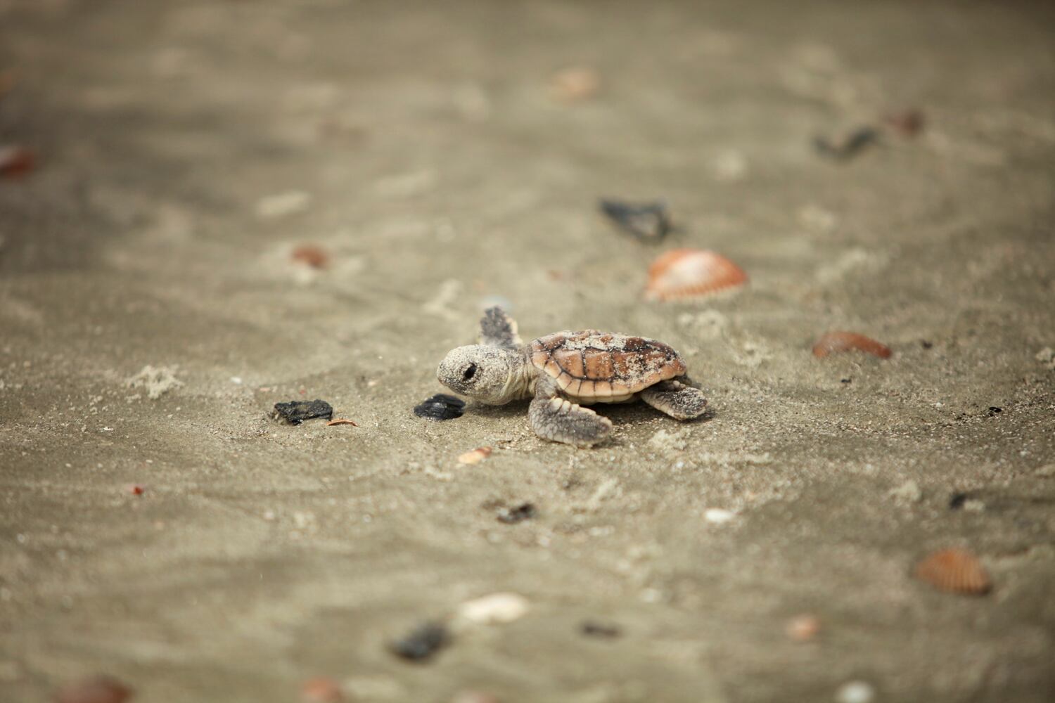 Little St. Simons Island by Britt Brown