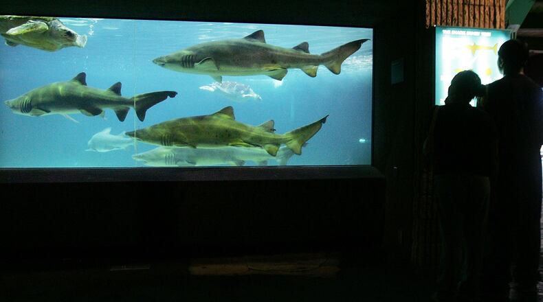 A shark race will be used to predict the winners in two of Florida's biggest electoral races.