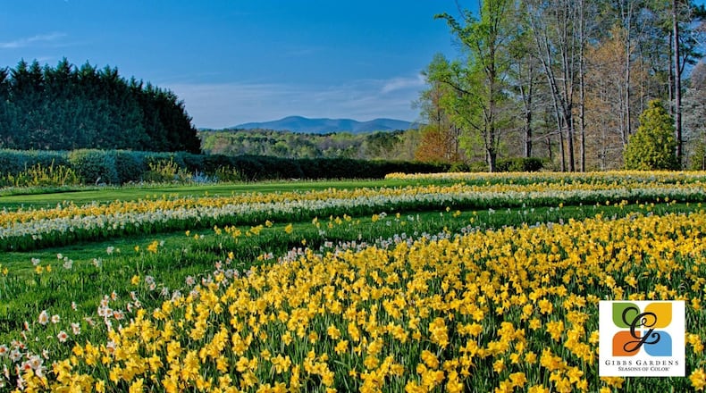 Among the world's top 10 gardens for viewing daffodils this year are Gibbs Gardens in Ball Ground in Cherokee County. (Courtesy of Gibbs Gardens)