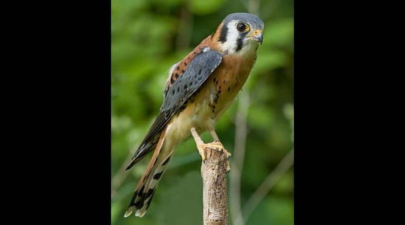 An American kestrel, North America's littlest falcon, was one of the highlights of this season's Intown Atlanta Christmas Bird Count. One of the birds was seen on a now-closed, grass-covered landfill in southeast Atlanta.
Courtesy of Greg Hume/Creative Commons