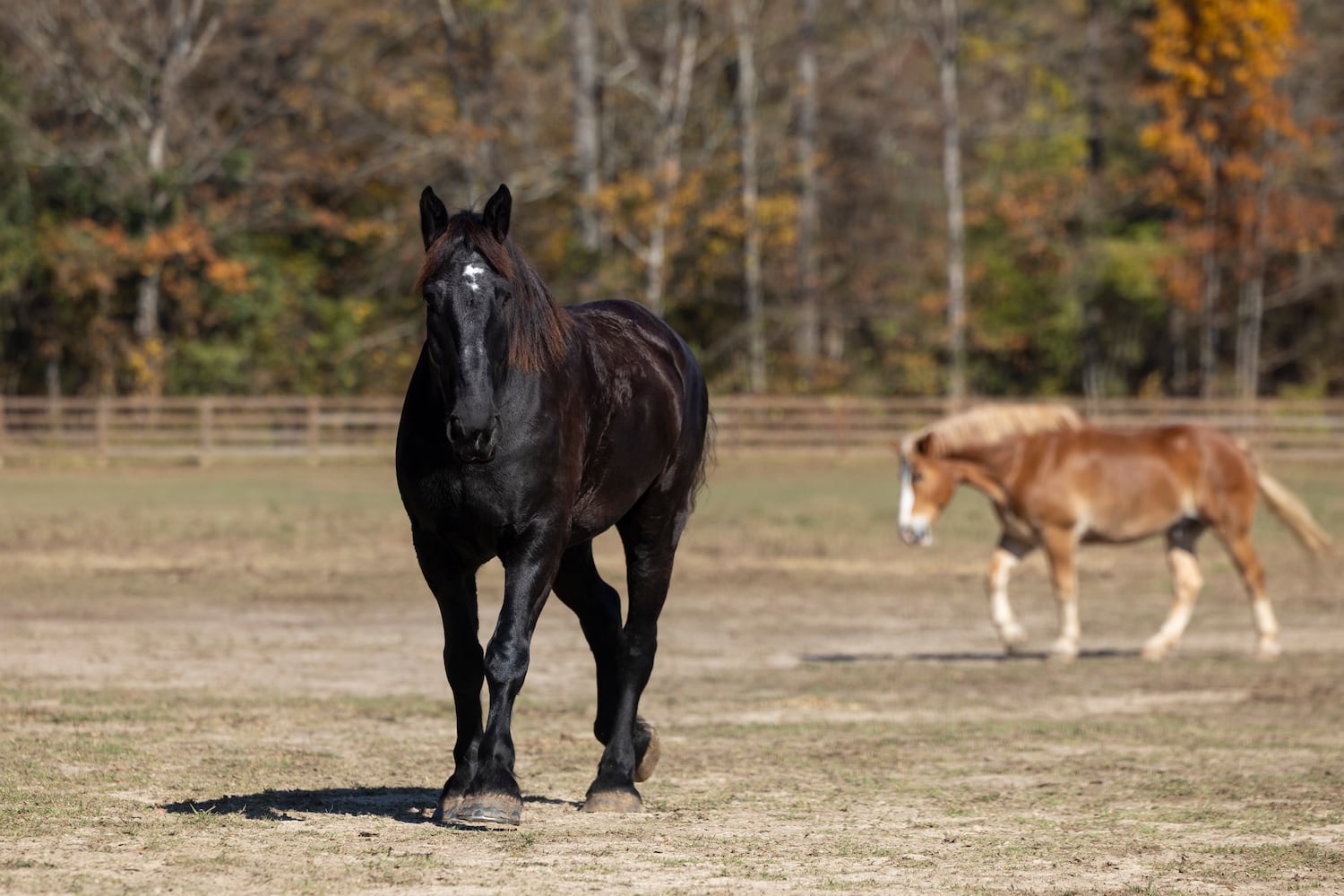 aajc 110625 anx cobb so equine