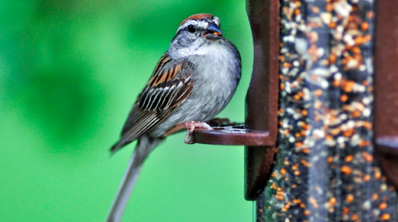 A chipping sparrow at a feeder. The chipping sparrow is Georgia's most common sparrow species and one of the state's most common yard birds. It is also the state's smallest and tamest sparrow species. (Courtesy of Todd Hartz / Creative Commons)