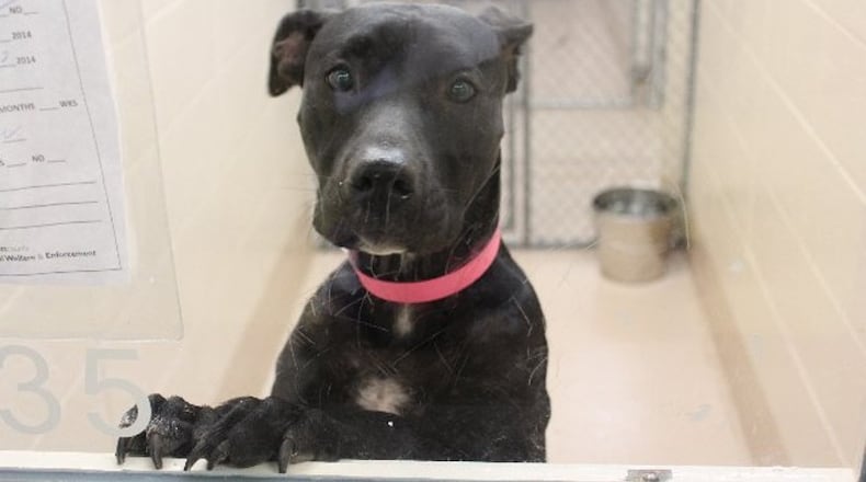 Photos courtesy of Gwinnett County animal shelter