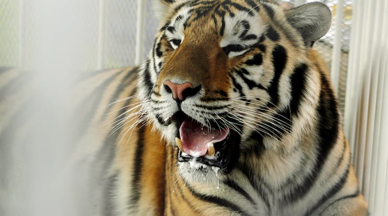 File photo from 2007-- LSU mascot Mike VI, a part Bengal and Siberian tiger, sits in his cage on the field for his first time before an NCAA college football game between LSU and Florida in Baton Rouge, La. Cancer found in the skull of Louisiana State University's live tiger mascot has spread. (AP Photo/Alex Brandon, File)