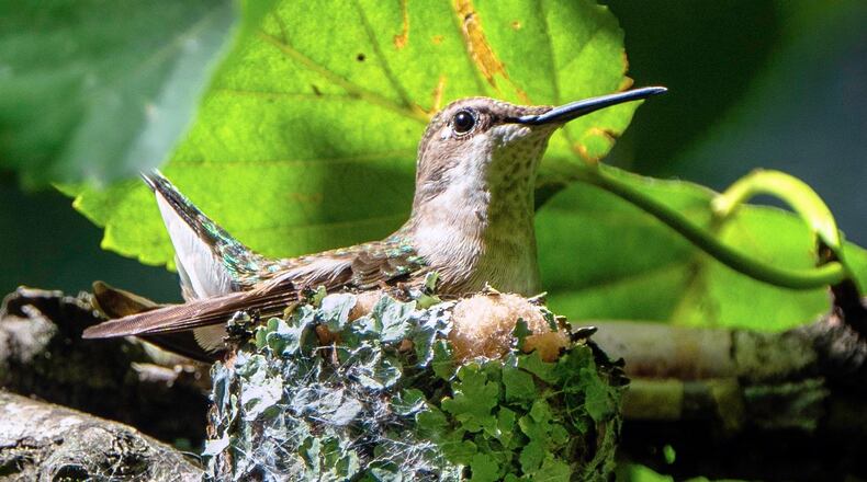 Ruby-throated hummingbirds soon will be returning to Georgia for the spring nesting season. Females will be building tiny, lichen-covered nests like this one. (Courtesy of Lorrie Shaull/Creative Commons)