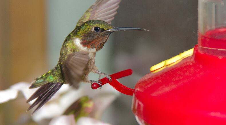 The ruby throated hummingbird starts visiting feeders in July to fatten up and gain energy for its fall migration to winter homes in Mexico and Central America. The ruby-throat is the only hummingbird that nests in Georgia. (Photo: Scottk/Creative Commons)