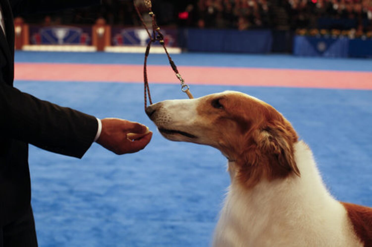 2010 AKC/Eukanuba National Championship