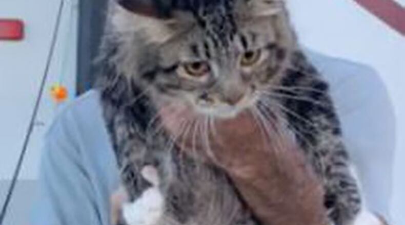 Stanley, a 9-month-old cat, was soaking wet after he was pulled from a Volusia County river Thursday.