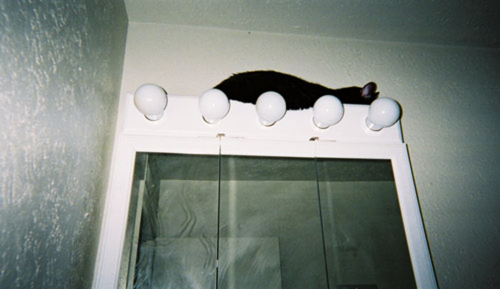 Cats Rule: Check out Sneaky Cats in Action
