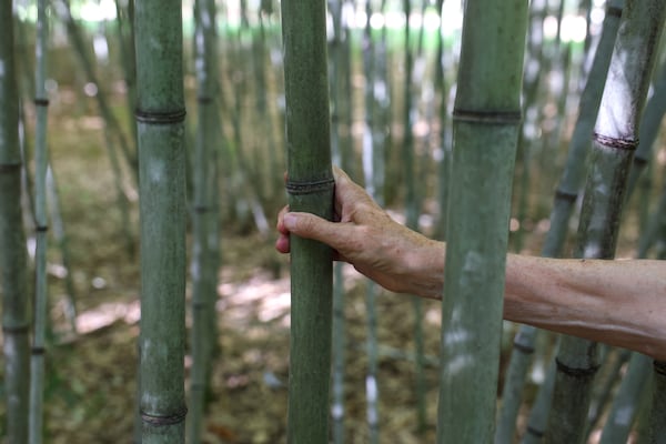 Daphne Lewis, 85, ran a bamboo nursery in Washington state before moving to Georgia. Customers in the Seattle area “bought bamboo because they didn’t want to see their neighbors,” she recalls. (Arvin Temkar/AJC)