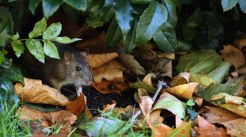 LONDON, ENGLAND - NOVEMBER 04: A rat emerges from bushes in St James's Park on November 4, 2013 in London, England. After the recent stormy weather, in many parts of the UK the autumn colours of trees are beginning to reach their peak as the season moves towards winter. (Photo by Dan Kitwood/Getty Images)