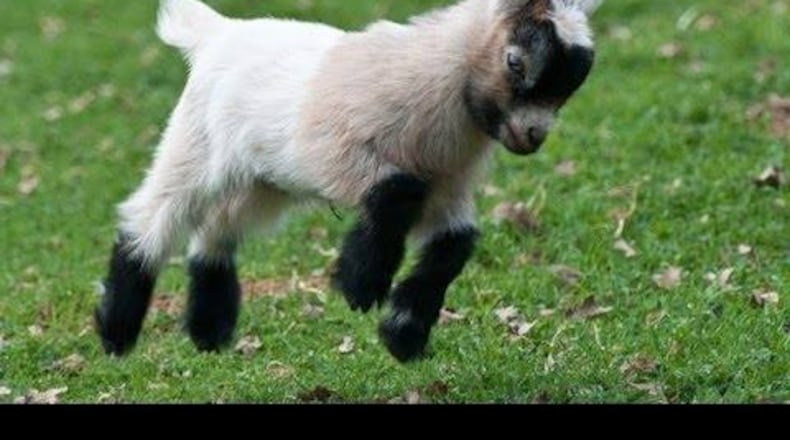 Quirky events in Atlanta this November include a petting zoo at a brewery.