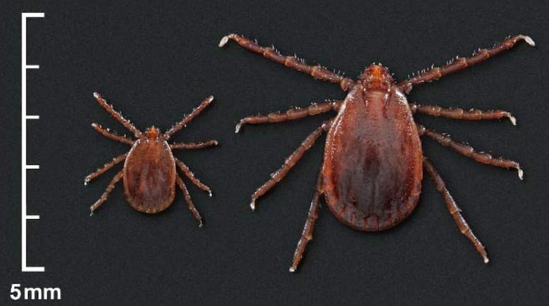 Images of a nymph and adult female Asian longhorned tick, which the CDC says is new to the United States as of October 2018. (Centers for Disease Control and Prevention)