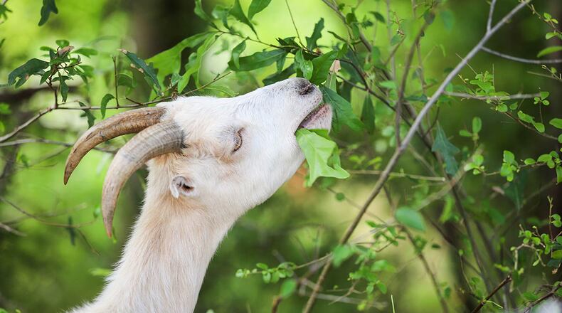 One of the 41 goats that munched away vegetation on the land that became Pinnacle Park. (Contributed photo)