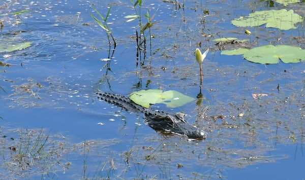 An alligator is seen from the Owls Roost Tower in Okefenokee National Wildlife Refuge in Folkston. The refuge is a 438-acre federally protected area that is home to hundreds of species of vertebrates, including more than 200 varieties of birds and 60 kinds of reptiles that live in the swamp. HYOSUB SHIN / HYOSUB.SHIN@AJC.COM