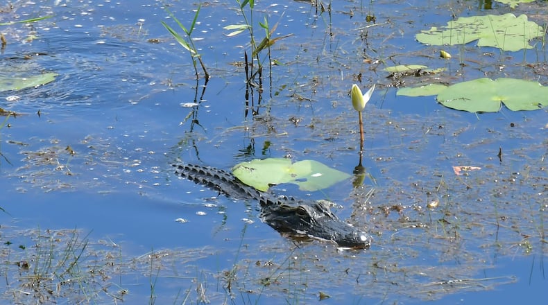 An alligator is seen from the Owls Roost Tower in Okefenokee National Wildlife Refuge in Folkston. The refuge is a 438-acre federally protected area that is home to hundreds of species of vertebrates, including more than 200 varieties of birds and 60 kinds of reptiles that live in the swamp.
