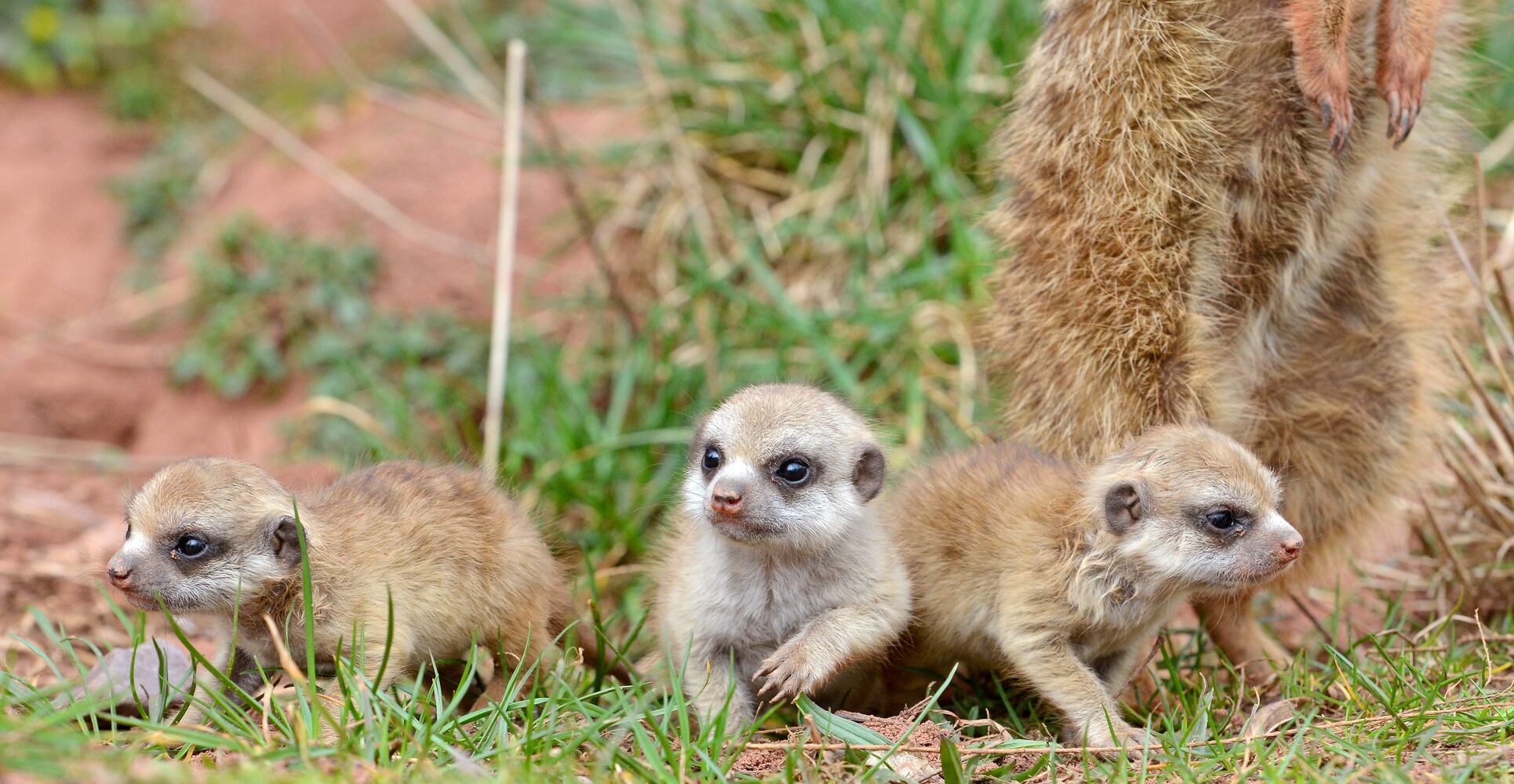 Baby zoo animals, March 2014
