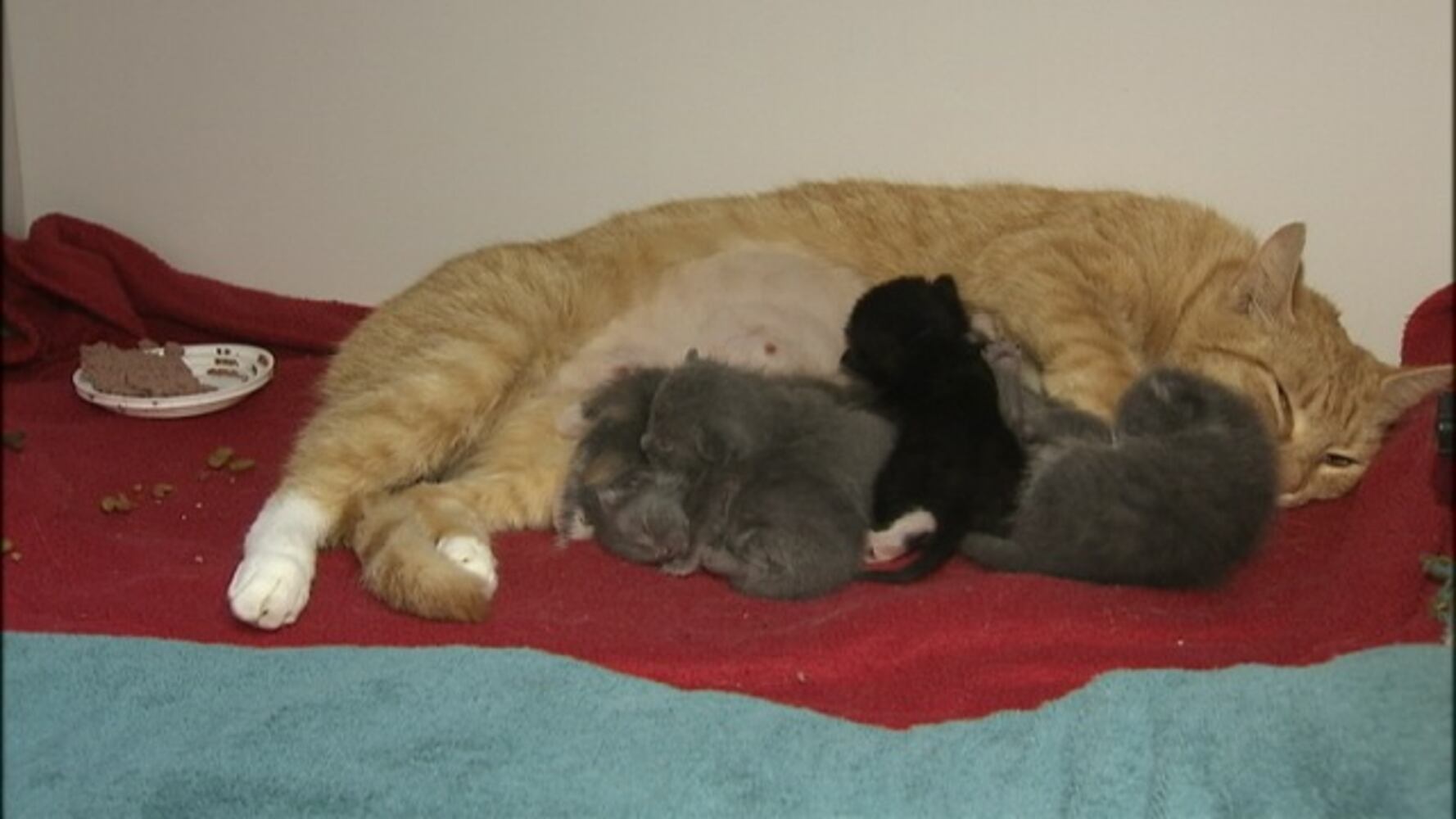 IMAGES: Kittens found in trash bag