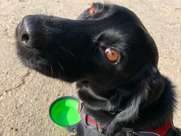 Bailey Agvent has won the hearts of the Agvent family, after being adopted in Agriculture Commissioner Tyler Harper's former state Senate district. Matthew Agvent is Harper's communications director. (Courtesy photo)