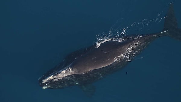 A right whale known as Giza was sighted with a calf on Tuesday, Jan. 20, 2026, approximately 15 nautical miles east of the Charleston Harbor entrance in South Carolina. (Courtesy of Clearwater Marine Aquarium Research Institute. Taken under NOAA permit #26919. Funded by Georgia DNR and NOAA Fisheries)