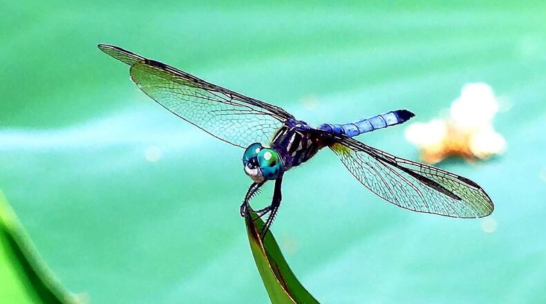 This blue dasher dragonfly is one of the creatures that seem to delight in the hot, sunny weather of the Dog Days, which traditionally run July 3-Aug. 11 — supposedly the hottest, muggiest days of summer. CHARLES SEABROOK