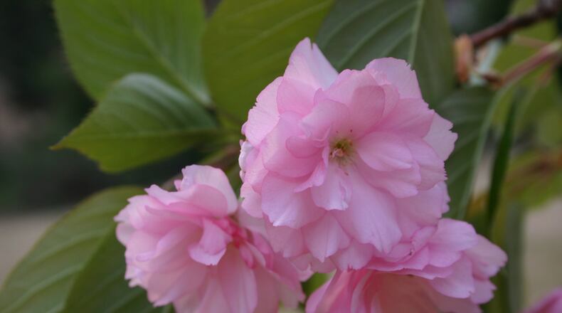 Cherry flowers remind us that spring is not far off. WALTER REEVES
