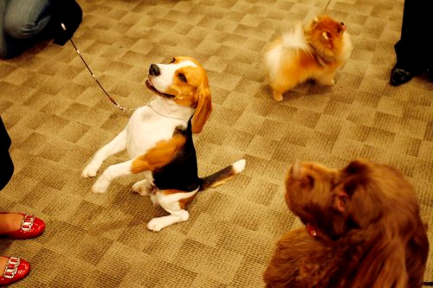 Day 1 of Westminster Dog Show in New York