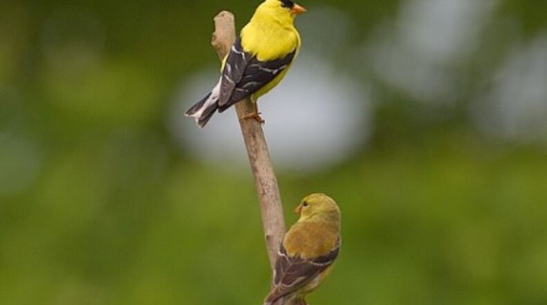 Atlanta Audubon Society is seeking citizen scientists to participate in the Great Backyard Bird Count this month. CONTRIBUTED