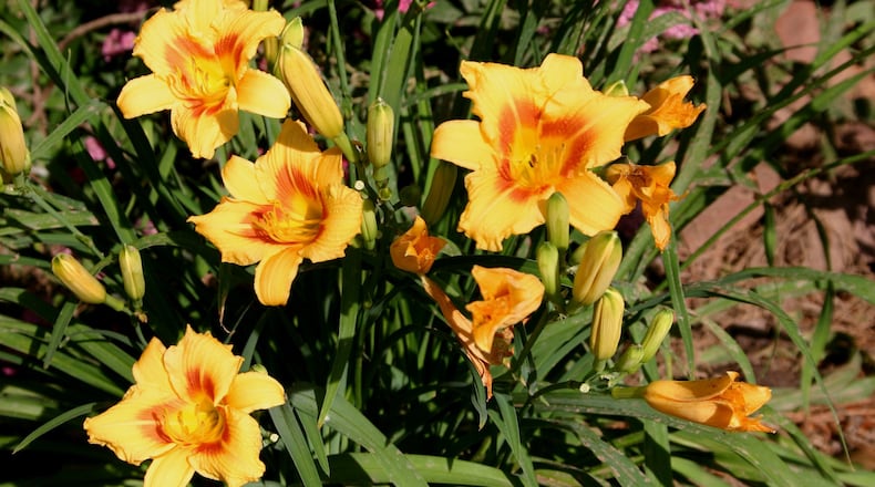 Flowering will diminish in daylily clumps if they’re not divided every few years. CONTRIBUTED BY WALTER REEVES