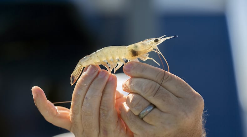 Bryan Fluech, Associate Director of the UGA Marine Extension and Georgia Sea Grant, holds up a shrimp that shows signs of black gill. The condition of black gill shows up as a small shadow on the gills of shrimp. (AJC Photo/Stephen B. Morton)