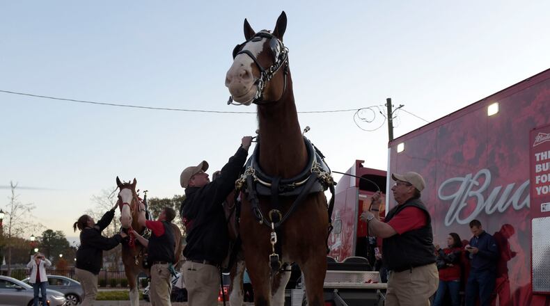 December 2, 2016, Lawrenceville - Members of the west coast Budweiser team prepare the clydesdales of the west coast team in Lawrenceville, Georgia, on Friday, December 2, 2016. (DAVID BARNES / DAVID.BARNES@AJC.COM)