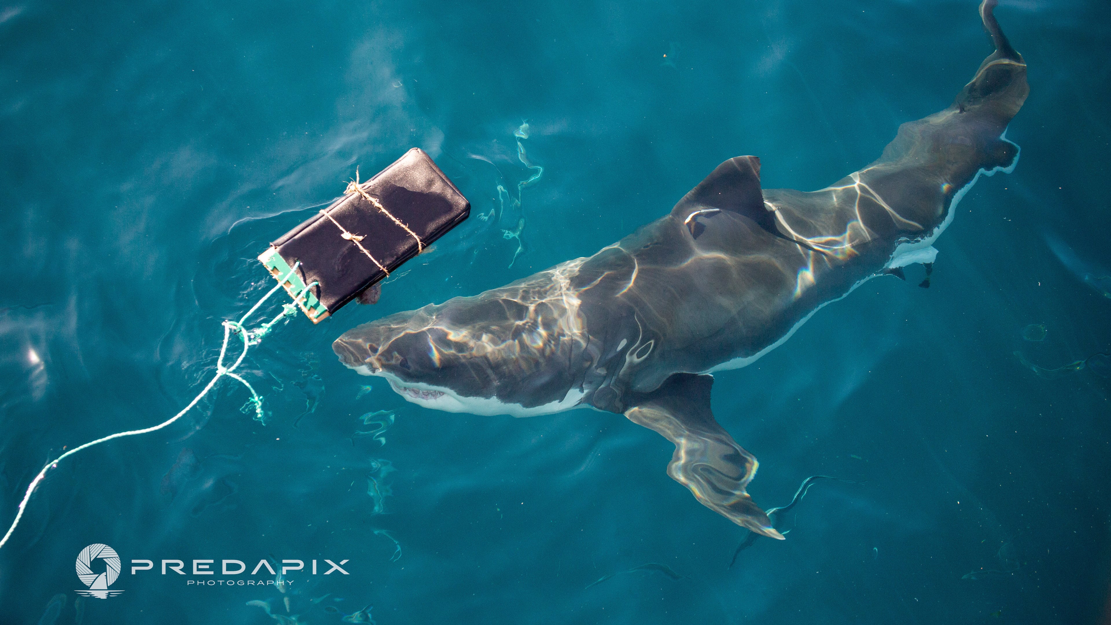 This Nov. 2019 photo provided by Predapix/Sam Cahir shows a White shark investigating testing board with bite-resistant neoprene at Neptune Island Group Marine Park in Australia. (Sam Cahir/Predapix via AP)
