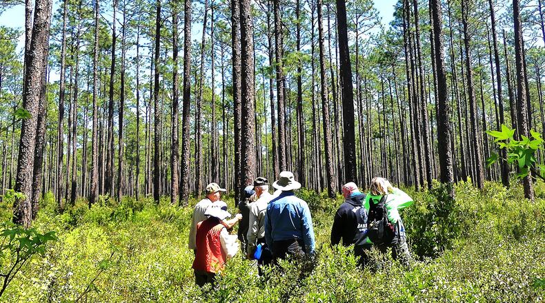 Members of the Georgia Botanical Society explore a pine forest on Fort Stewart Army base. Its forests and other natural habitats harbor endangered species such as the red-cockaded woodpecker and the eastern indigo snake. 
(Charles Seabrook for The Atlanta Journal-Constitution)