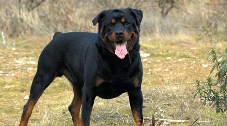 A rabid dog bit an 11-year-old boy on Feb. 27 near Stone Mountain after two Rottweilers escaped from a residence in the Rivercliff subdivision near Anniston Road. File Photo