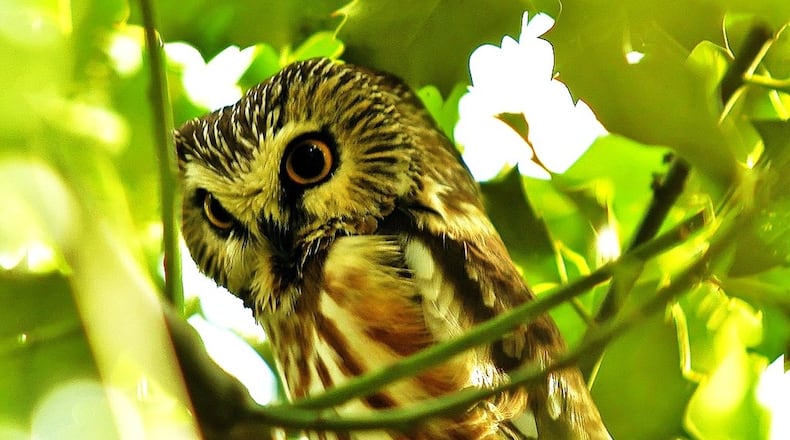 The Northern saw-whet owl inhabits boreal forests up north but may visit Georgia during fall and winter. Its migration patterns, however, remain mostly a mystery. BRENDAN LALLY/CREATIVE COMMONS