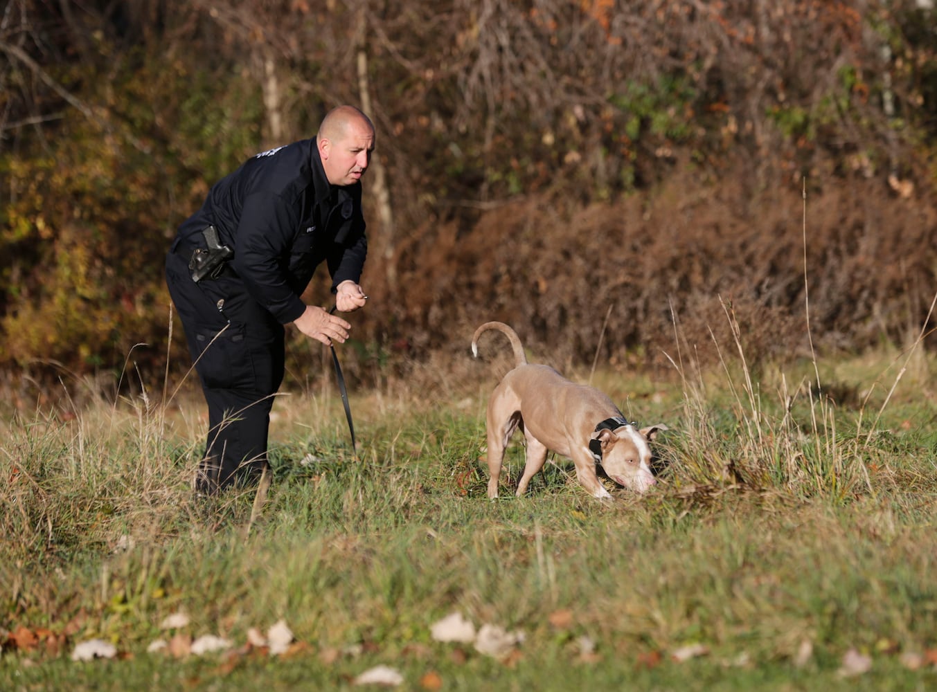 Pit Bull police dog