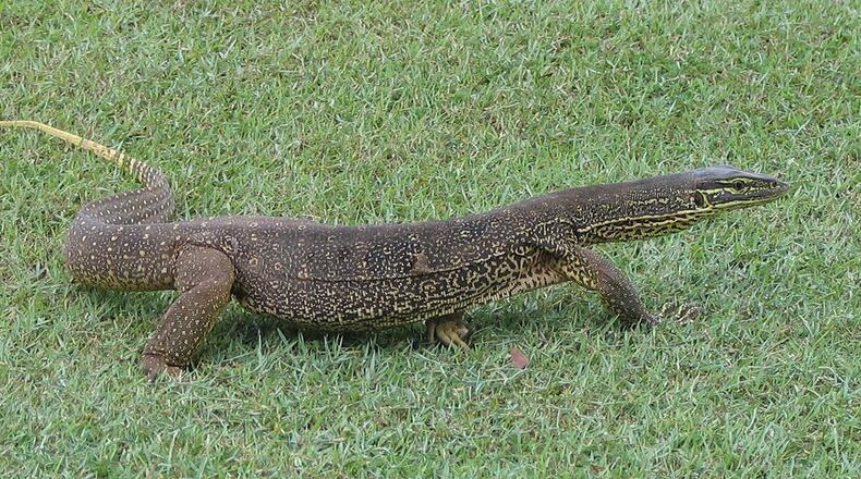 A waitress at a winery in Bermagui, Australia, was caught on video dragging a goanna, like the one pictured, by the tail out of the restaurant. (Jeff Richardson/Flickr (CC BY-NC-ND 2.0))