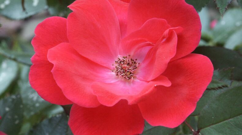 Despite their ubiquity, there are lots of reasons to admire Knock Out® roses. Contributed by Walter Reeves